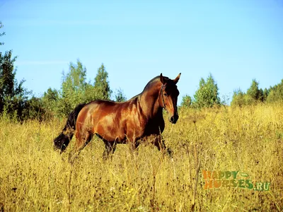 Лучшие фотографии английских лошадей