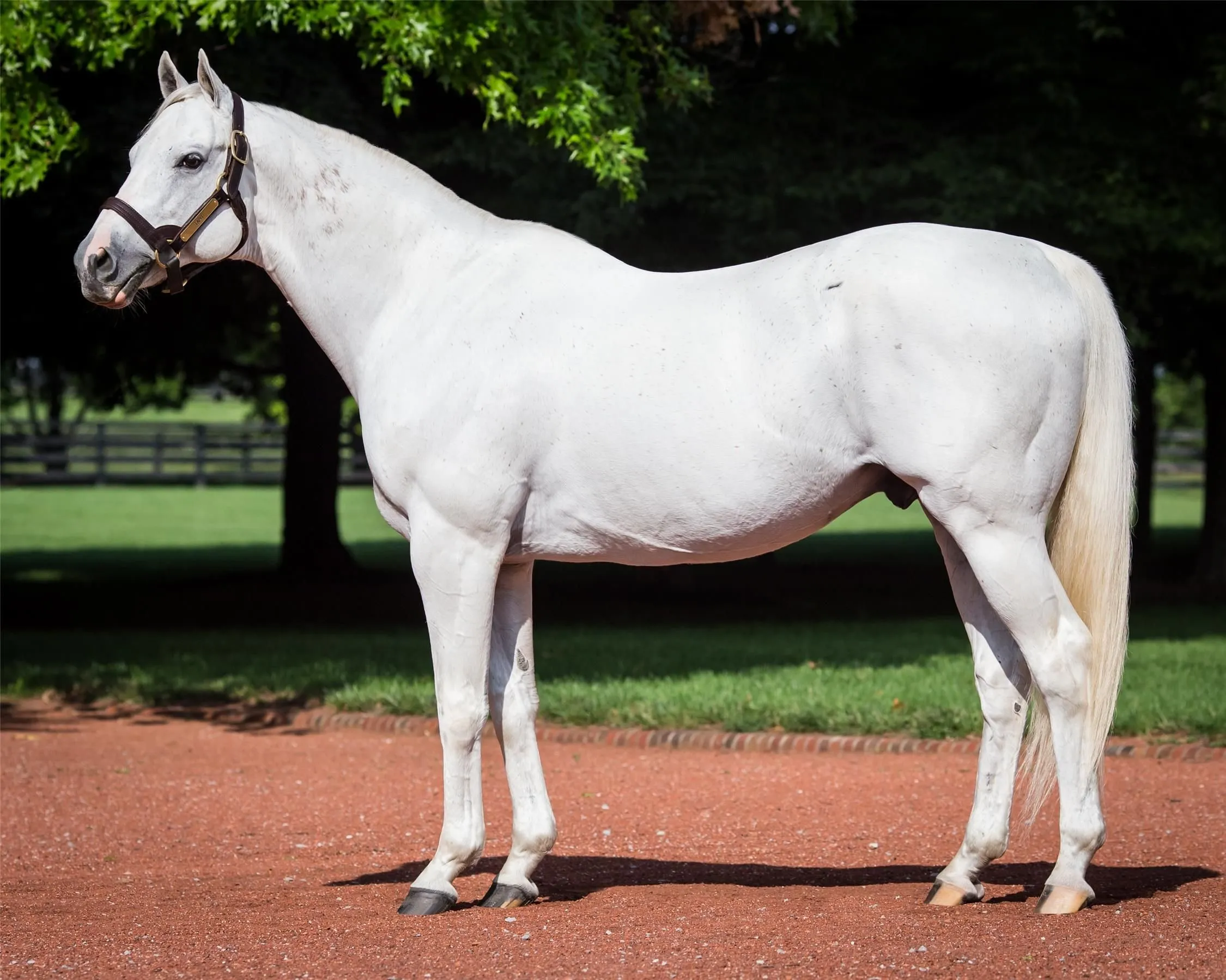 Sovereign Sire