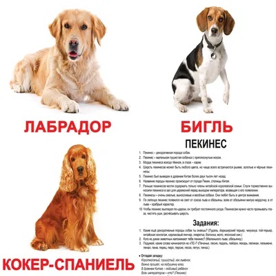 Порода Spaniel кокерспаниеля английская охотничьих собак породы собак  Стоковое Изображение - изображение насчитывающей млекопитающее, спаниель:  188816489