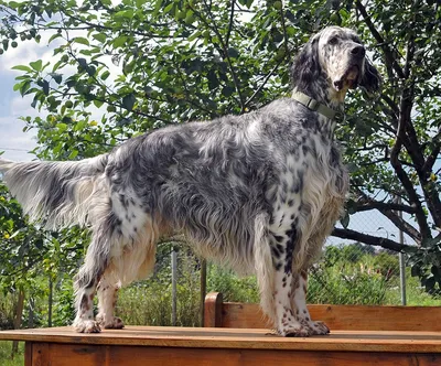 Английский сеттер (Canis lupus familiaris 'English Setter') - Rock  Identifier