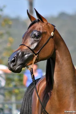 Арабская лошадь фото