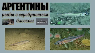 Ферина Черноморская крупная ✔️ Купить ферину опт и розница