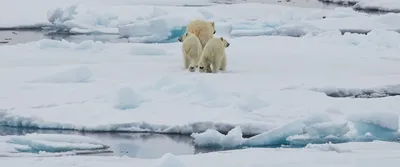 8 круизы в Арктика - LiveAboard.com