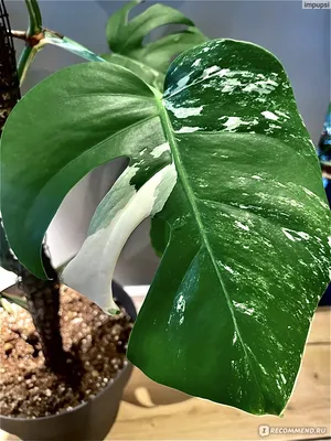 Philodendron gloriosum - ароидные комнатные растения на белом фоне |  Премиум Фото