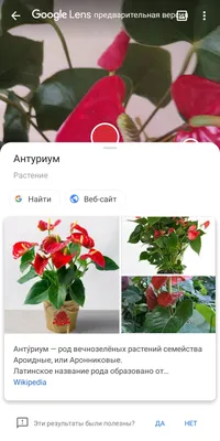 Сингониум Мари Алюжн Макушка Цена-300... - Комнатные растения | Facebook