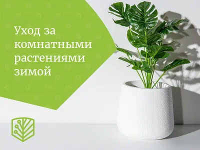 Топ-5 самых неприхотливых комнатных растений. Инфографика | Цветы | Дача |  Аргументы и Факты