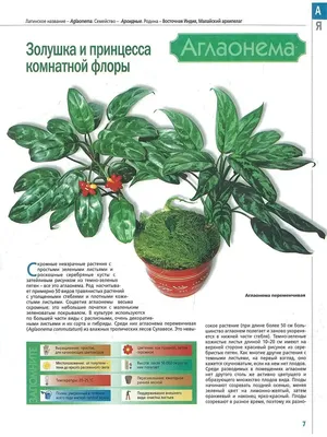 🍀🌿🍀🌿🍀🌿Доброе утро!🌿🍀🌿🍀🌿🍀 Ах эта.. | Библиотека ароидных |  Цветы, Комнатные растения, Растения