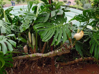 Epipremnum Aureum Вид Растений Семейства Ароидные Популярное Домашнее  Растение Также Известен Как Денежное Растение Плющ Арум Дьявольский Пл —  стоковые фотографии и другие картинки Без людей - iStock