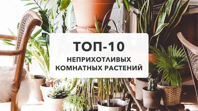 Ароидные и другие комнатные в Москве и МО | Facebook