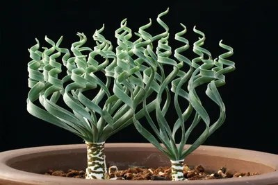 Филодендрон Terracotta Plants Серебристо-зеленый, 7 дм, 1 шт - купить по  выгодной цене в интернет-магазине OZON (1300617506)