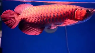 24k Золотая Рыба Арована — стоковые фотографии и другие картинки Аквариум -  Аквариум, Аравановые, Без людей - iStock