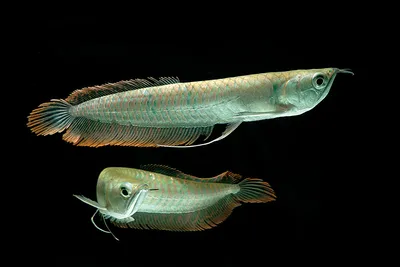 Супер реалистичная рыба арована в …» — создано в Шедевруме