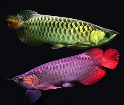 Арована – рыба-дракон | Рыбки Растения Аквариум | Дзен