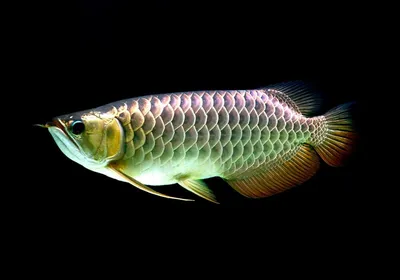 Рыба Арована Изолирована На Белом Фоне Азиатские Виды — стоковые фотографии  и другие картинки Аравановые - iStock