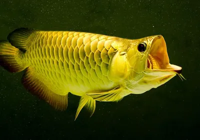Рыба-дракон: самая дорогая рыба для аквариума | Жизнь Земли | Дзен