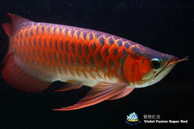 Арована фиолетово-красная (Violet Fusion Super Red Arowana), чипованная  купить недорого в Москве | Амигофиш