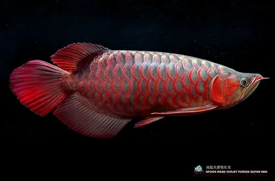 Рыба Арована Валлай 3D Модель $20 - .max .obj - Free3D