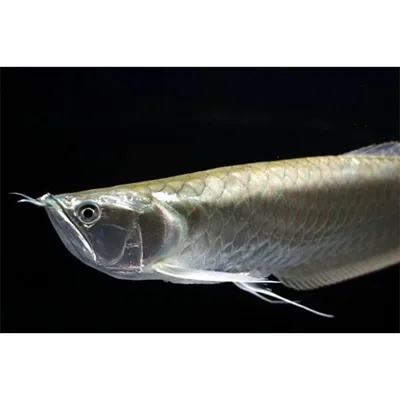 Арована рыба дракон» — создано в Шедевруме