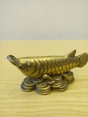 золотистая рыба арована стоковое фото. изображение насчитывающей природа -  228454062