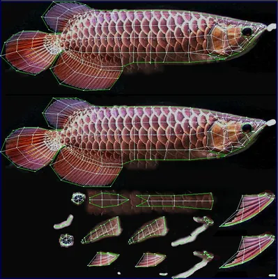 Арована / Arowana (Epson) из бумаги, модели сборные бумажные скачать  бесплатно - Рыба - Животные - Каталог моделей - «Только бумага»