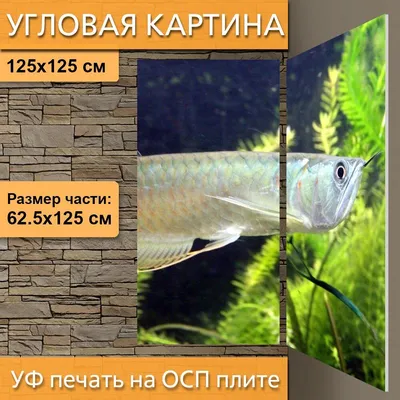 платина арована остеоглоссум бикиррозум самая дорогая рыба в мире. рыба под  водой. Стоковое Фото - изображение насчитывающей рыбы, ребро: 270377934