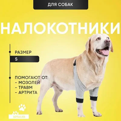 Артрит у собак🐶 | Кинологический центр \"Лунна\" | Дзен