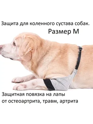 Блог - | VX Pet Magic