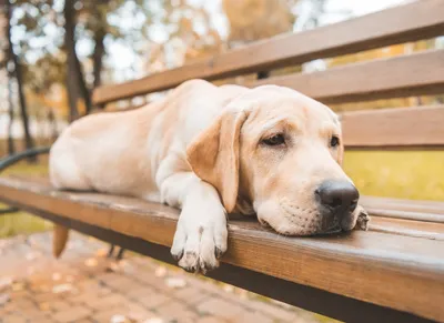 Лакомство для собак PETS BIN Bones and Joints для суставов и связок с  коллагеном 2 типа 70 г купить по цене 1008 ₽ с доставкой в Москве и России,  отзывы, фото