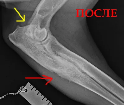 Артроз у собак: симптомы, диагностика и лечение | VETSTEM