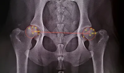 Причины дисплазии у собак – Vetera