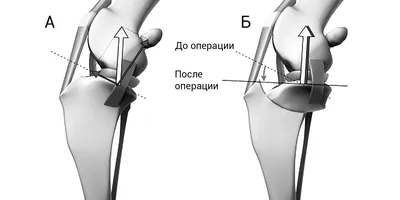 Лабрадор-ретривер: характеристика, характер, стандарт породы собак