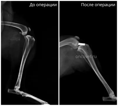 Разрыв крестообразной связки у собак – виды операций и уход