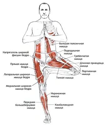 Хатха-йога. Растягивающие Асаны. Йога Ставит, Асан. Титл К Ногам. Концепция  Здорового Образа Жизни. Занятия Йогой, Позы Janu Sirsasana, Ношение  Спортивной Одежды, Бюстгальтер Фотография, картинки, изображения и  сток-фотография без роялти. Image 81359304