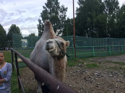 Ашмарино, представительство в городе, улица Кирова, 2а, Новокузнецк — 2ГИС