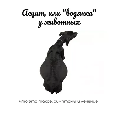 Асцит (водянка) у кошек и собак: симптомы, признаки, лечение, причины |  Ветклиника Bonita