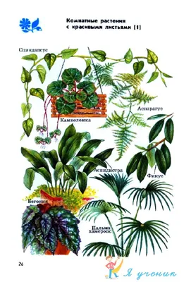 Атлас определитель \"От земли до неба\". Комнатные и аквариумные растения