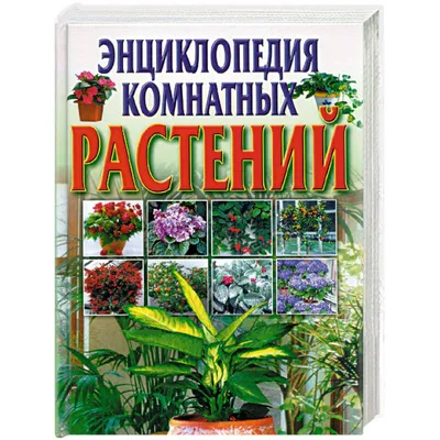 Иллюстрация 4 из 20 для Энциклопедия комнатных растений - Ярослав Рак |  Лабиринт - книги. Источник: nadin_tyum