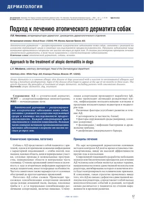 Атопический дерматит у собак: схема лечения, причины, симптомы