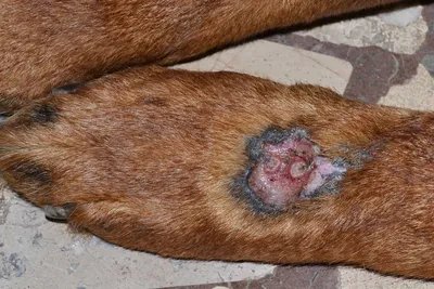 https://petstory.ru/knowledge/dogs/dog-health/dog-prevention/atopicheskiy-dermatit-u-sobak-lechenie-foto-simptomy/