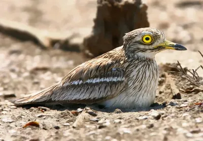 Авдотка Burhinus oedicnemus (Linnaeus, 1758) - Птицы (Aves) - Разделы -  Красная книга Оренбургской области