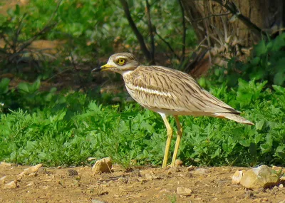 Авдотка (Burhinus oedicnemus) / Авдотка ночная птица Она летает и быстро  бегает Редко когда можно снять ее Видов авдоток в мире 9 Питаются  насекомыми Гнезда небольшое углубление в земле , выстланное травой