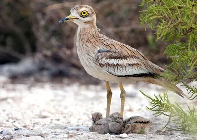 Авдотка Burhinus oedicnemus (Linnaeus, 1758) - Птицы (Aves) - Разделы -  Красная книга Оренбургской области