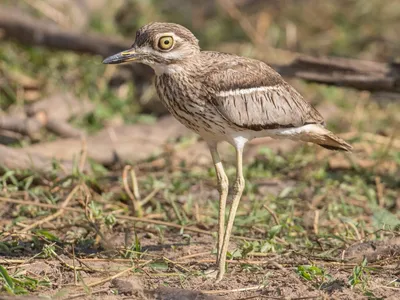 Водяная авдотка - eBird