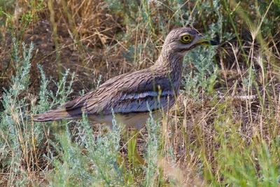 Авдотка (Burhinus oedicnemus). Птицы Европейской России.