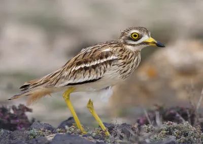 Авдотка — Burhinus oedicnemus / Статьи / Птицы Европы