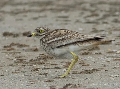 Авдотка (Burhinus oedicnemus). Фотогалерея птиц. Фотографии птиц России,  Беларуси, Украины, Казахстана, Таджикистана, Азербайджана.