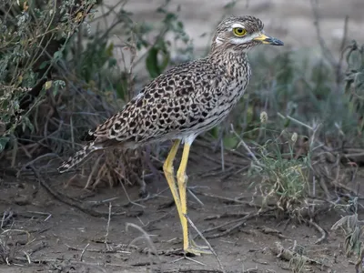 Капская авдотка - eBird