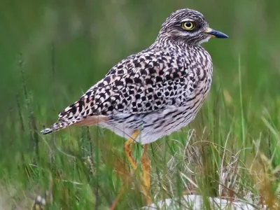 Капская авдотка - eBird