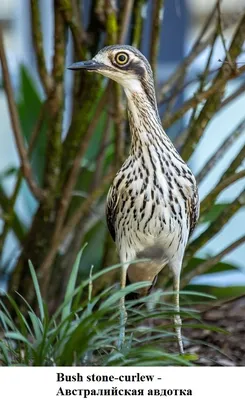 Австралийская авдотка (лат. Burhinus grallarius)—птица сем.авдотковых.  Распространена по всей Австралии, но … | Australian native birds,  Australian birds, Pet birds