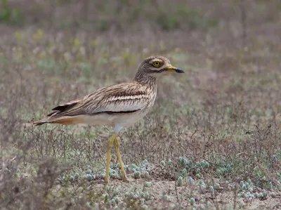 Авдотка (Burhinus oedicnemus). Птицы Европейской России.